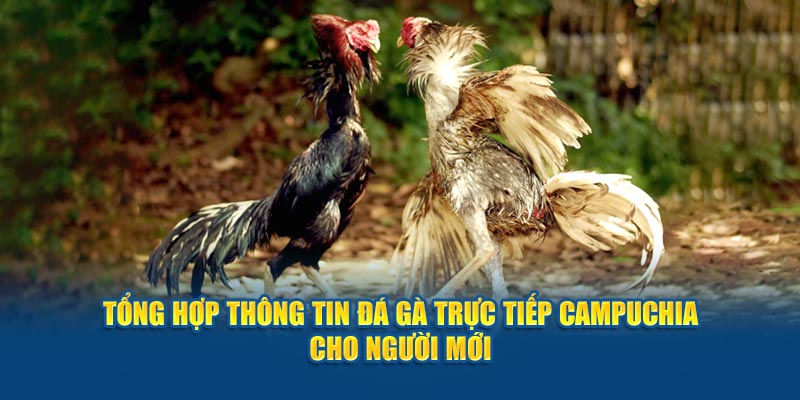 Đá gà trực tiếp campuchia